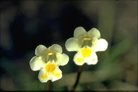 Attēlu rezultāti vaicājumam “Pinguicula alpina”