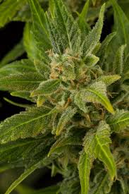 Attēlu rezultāti vaicājumam “Cannabis sativa fruit”