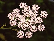 Image result for Pimpinella saxifraga