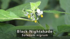 Attēlu rezultāti vaicājumam “Solanum nigrum”