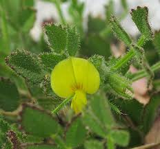 Attēlu rezultāti vaicājumam “Ononis arvensis bud”