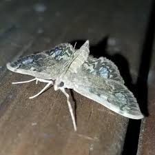 Attēlu rezultāti vaicājumam “Anania coronata”