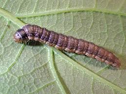 Attēlu rezultāti vaicājumam “Phycita roborella”