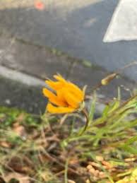 Attēlu rezultāti vaicājumam “Tragopogon pratensis subsp. pratensis”