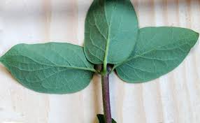 Attēlu rezultāti vaicājumam “Lonicera tatarica leaf”