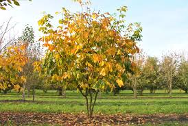 Attēlu rezultāti vaicājumam “Cladrastis kentukea”