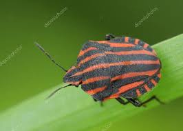 Attēlu rezultāti vaicājumam “Graphosoma lineatum imago”