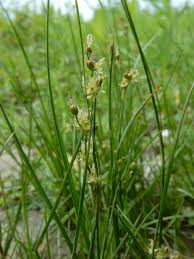 Attēlu rezultāti vaicājumam “Juncus conglomeratus fruit”