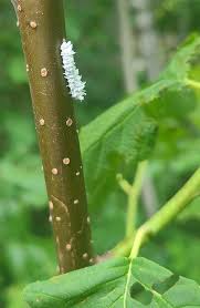 Attēlu rezultāti vaicājumam “Eriocampa ovata larva”
