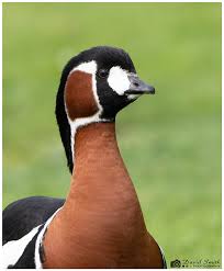 Image result for Branta ruficollis