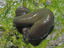 Attēlu rezultāti vaicājumam “Haemopis sanguisuga”