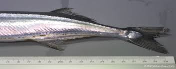 Image result for Belone belone