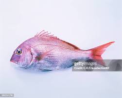 Image result for Pagrus pagrus