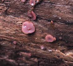 Attēlu rezultāti vaicājumam “Ascocoryne sarcoides”