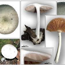 Attēlu rezultāti vaicājumam “Phleogena faginea young”