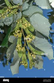 Attēlu rezultāti vaicājumam “Tilia tomentosa fruit”