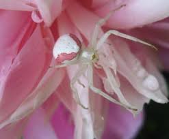 Attēlu rezultāti vaicājumam “Misumena vatia”