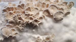 Attēlu rezultāti vaicājumam “Schizophyllum commune”