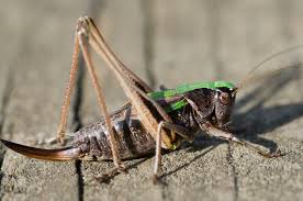 Attēlu rezultāti vaicājumam “Metrioptera brachyptera”