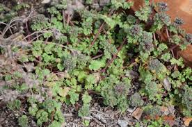 Attēlu rezultāti vaicājumam “Lamium amplexicaule leaf”