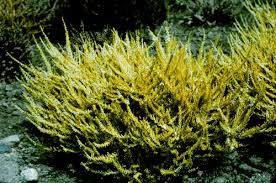 Attēlu rezultāti vaicājumam “Calluna vulgaris leaf”