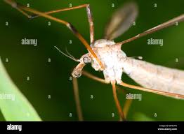 Attēlu rezultāti vaicājumam “Tipulidae female”