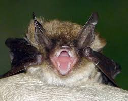 Attēlu rezultāti vaicājumam “Myotis brandtii”