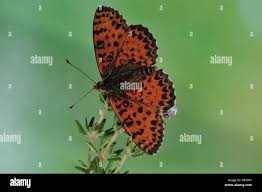 Attēlu rezultāti vaicājumam “Melitaea didyma male”