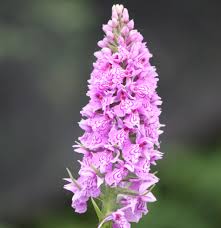 Attēlu rezultāti vaicājumam “Dactylorhiza cruenta flower”