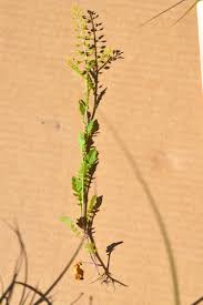 Attēlu rezultāti vaicājumam “Rorippa palustris”