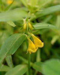 Attēlu rezultāti vaicājumam “Melampyrum sylvaticum flower”