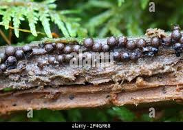 Attēlu rezultāti vaicājumam “Diderma radiatum”