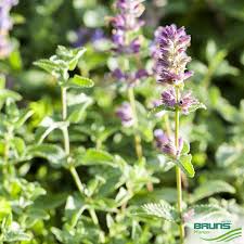 Attēlu rezultāti vaicājumam “Nepeta x faassenii leaf”