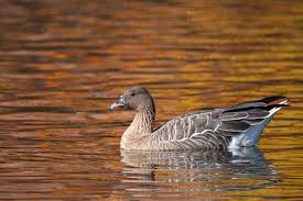 Attēlu rezultāti vaicājumam “Anser brachyrhynchus adult”