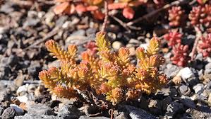Attēlu rezultāti vaicājumam “Sedum sexangulare flower”