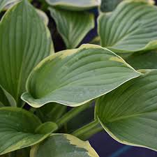 Image result for Hosta fortunei albomarginata