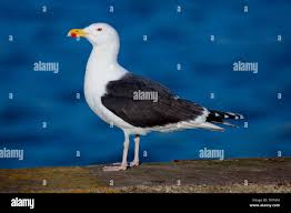 Attēlu rezultāti vaicājumam “Larus marinus”