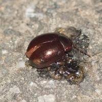 Attēlu rezultāti vaicājumam “Chrysolina staphylaea”