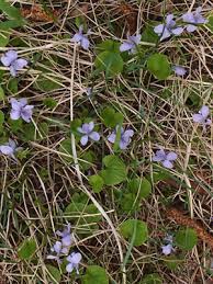 Attēlu rezultāti vaicājumam “Viola epipsila flower”