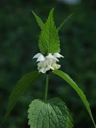 Attēlu rezultāti vaicājumam “Lamium album”