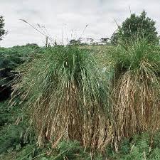 Attēlu rezultāti vaicājumam “Carex paniculata”