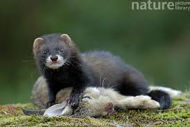 Attēlu rezultāti vaicājumam “Mustela putorius”