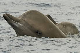 Image result for Hyperoodon ampullatus