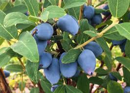 Attēlu rezultāti vaicājumam “Lonicera caerulea var. pallasii fruit”