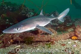 Image result for Squalus acanthias