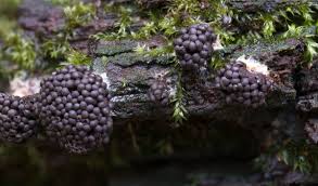 Attēlu rezultāti vaicājumam “Tubifera montana spores”