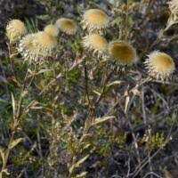 Attēlu rezultāti vaicājumam “Carlina biebersteinii”