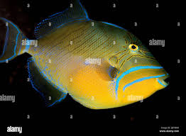 Image result for Balistes vetula