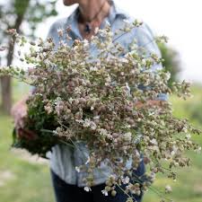 Attēlu rezultāti vaicājumam “Silene vulgaris flower”