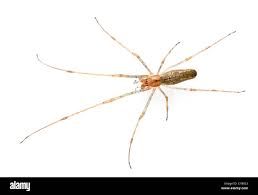 Attēlu rezultāti vaicājumam “Tetragnatha montana”